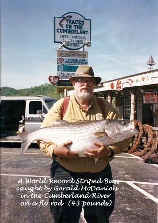 World Record Striped Bass caught by Gerald McDaniels in the Cumberland River on a fly rod.
